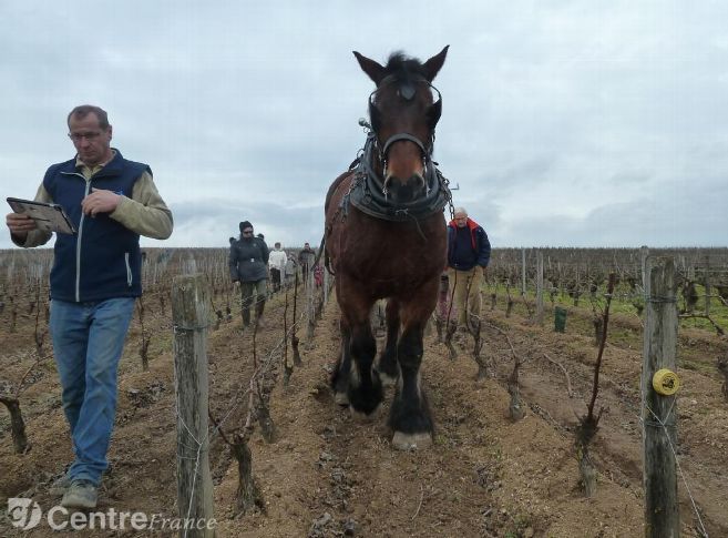 Le cheval, un attrait pour les vignes  (Le Berry Républicain)