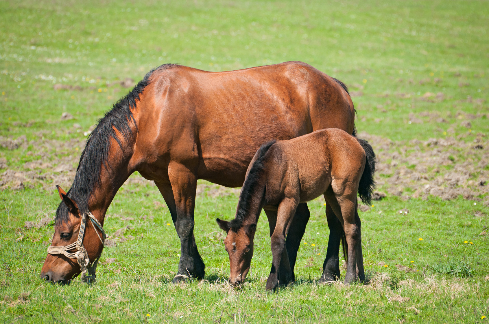 Alimentation du cheval - IFCE