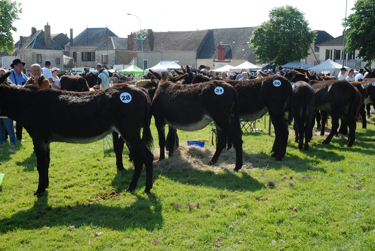 Un succès pour la foire aux ânes de Lignières, nouveau format