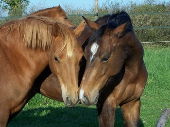 Formation "Améliorer sa relation avec son cheval pour limiter les risques"