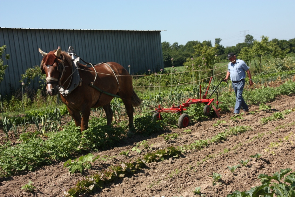 Journée Traction Hippomobile et Viticulture