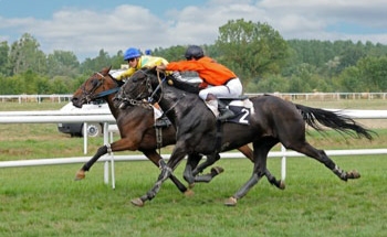 Réunion mixte à l'Hippodrome de Rochefort-sur-Loire