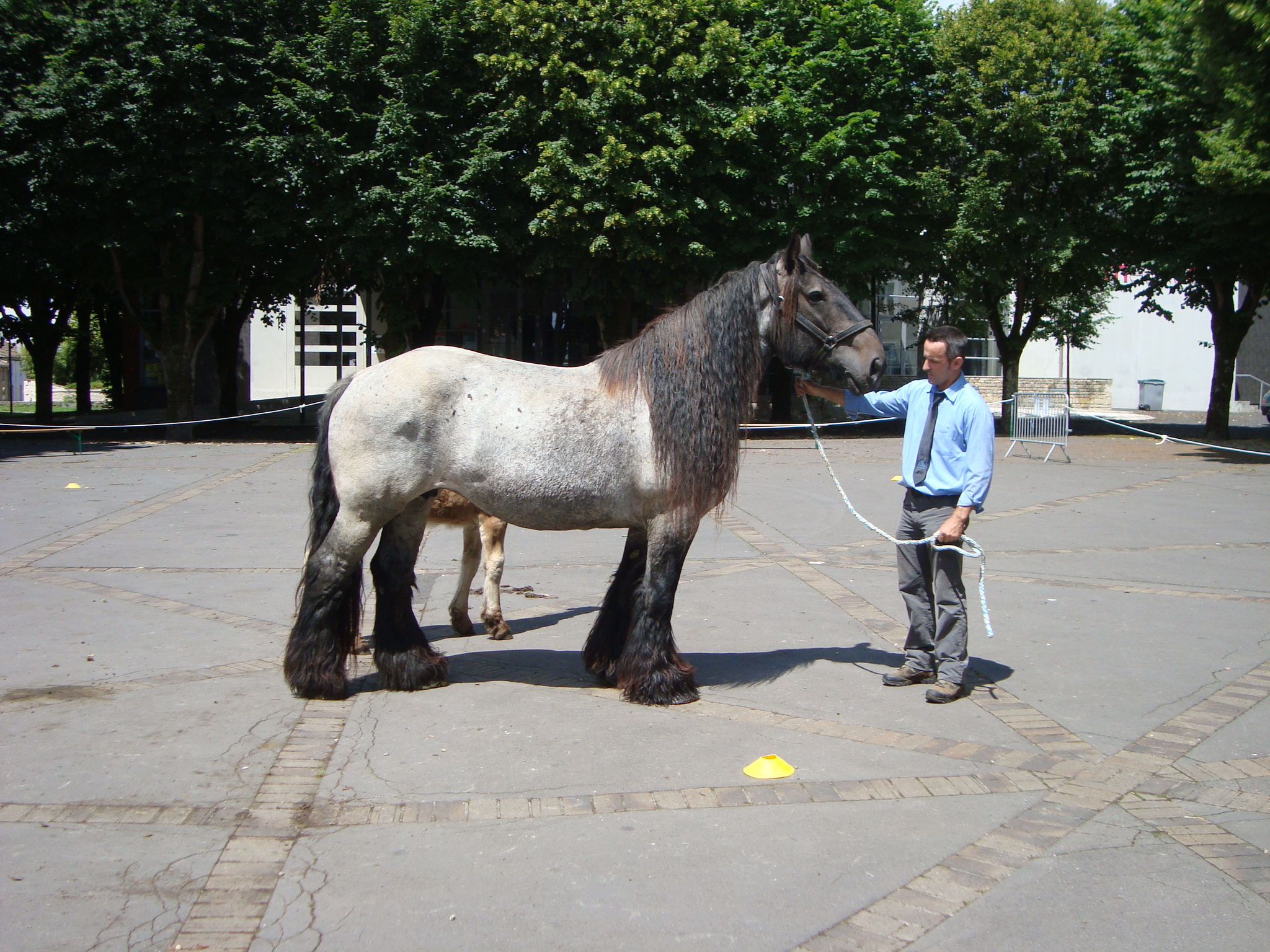 Concours d'Élevage Trait Poitevin, Baudet du Poitou