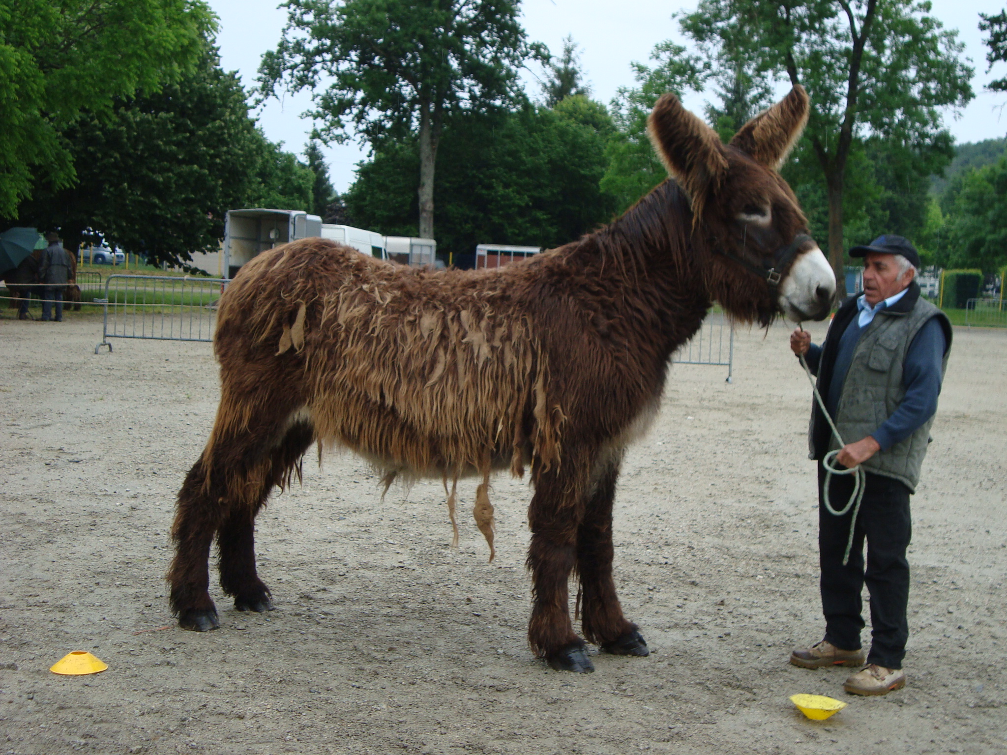 Concours élevage Trait Poitevin et Baudet du Poitou